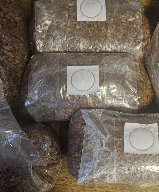 2lb sterile mushroom spawn bag- whole grain